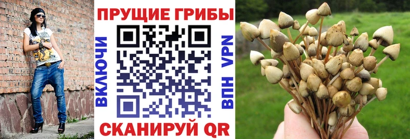 Псилоцибиновые грибы GOLDEN TEACHER  Ульяновск 